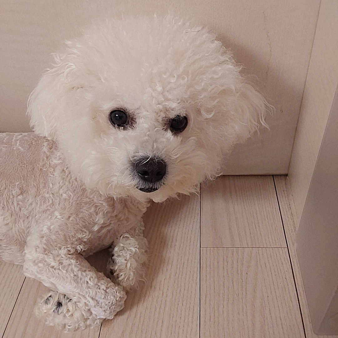 고고프렌즈