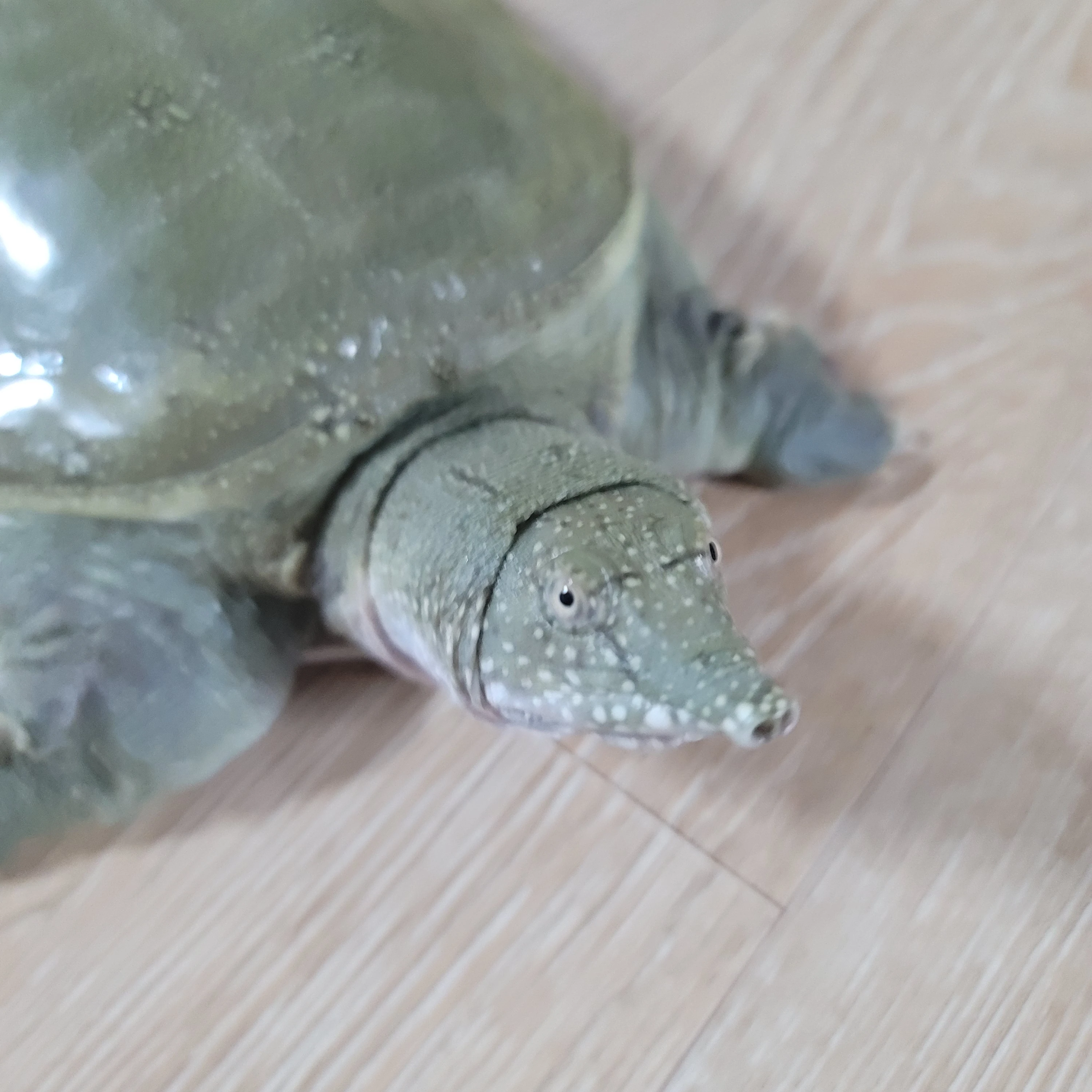 자라씨