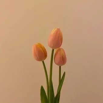 Profile image of 덕개 노베어