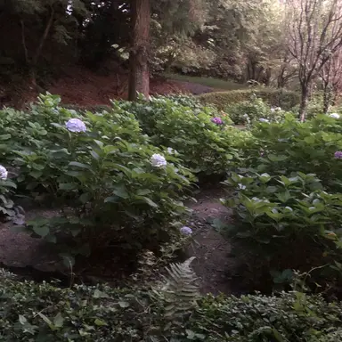 Profile image of 呪術廻戦のみんな