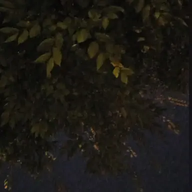 Profile image of 닝이줘