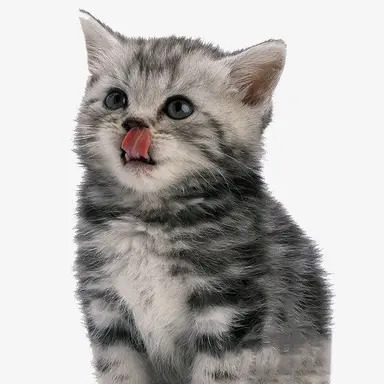 Profile image of 고양이