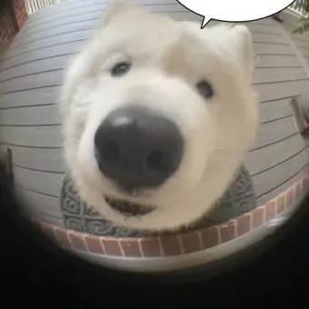 Profile image of 여우