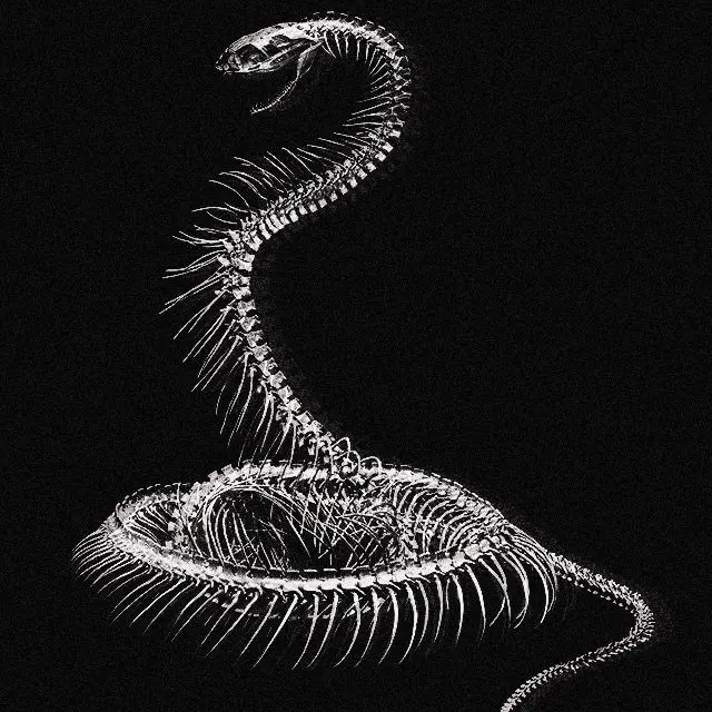 CroakyBear9608의 ∽ snake skeleton ∽