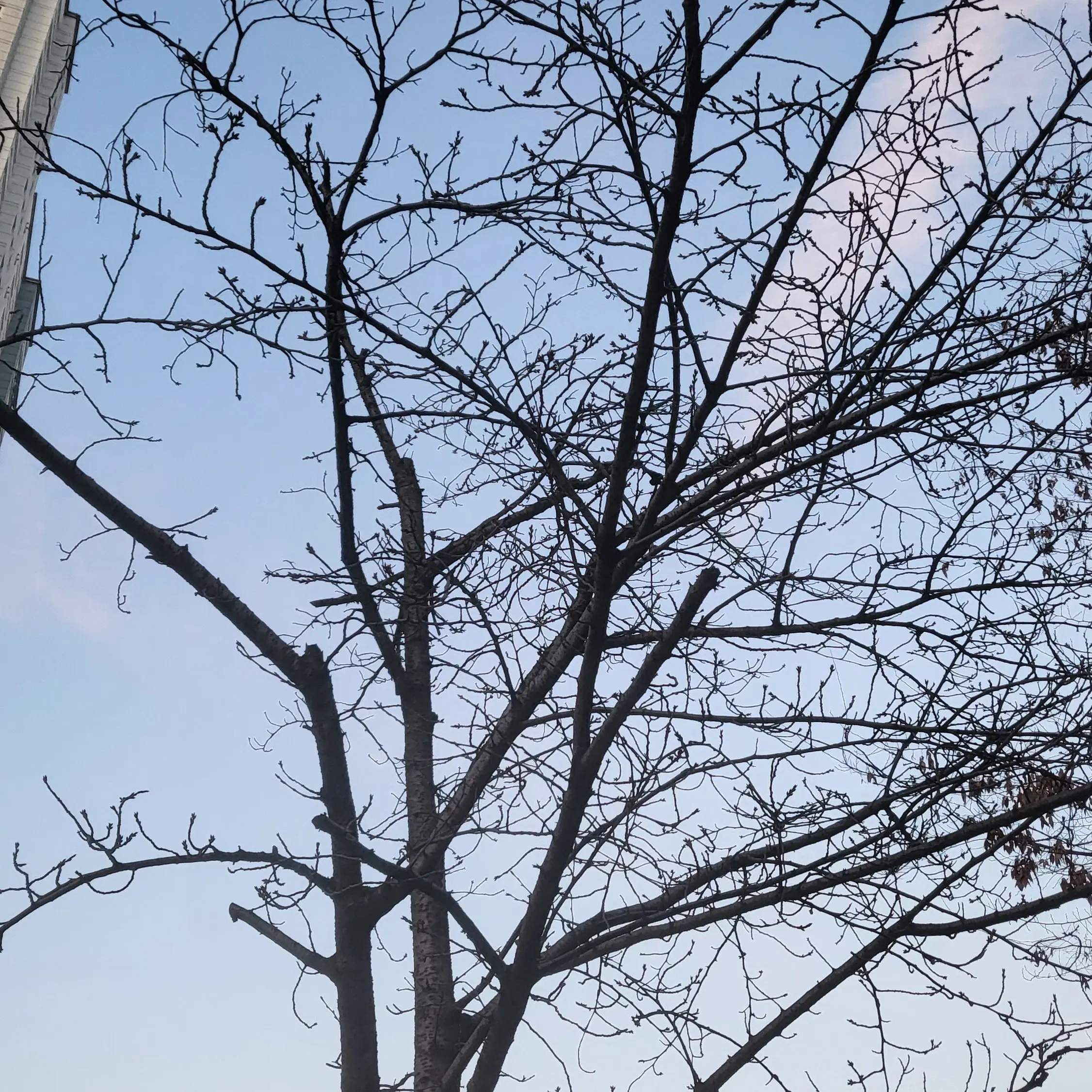 OvalChime0356의 트리위저드