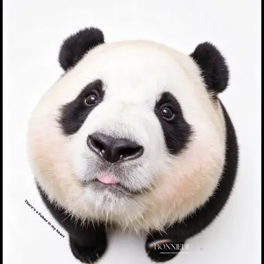 Profile image of 판다
