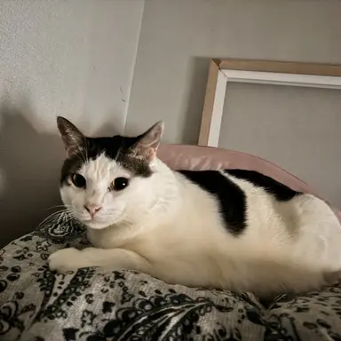 Profile image of 성덕선