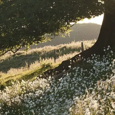 Profile image of 셀레스트