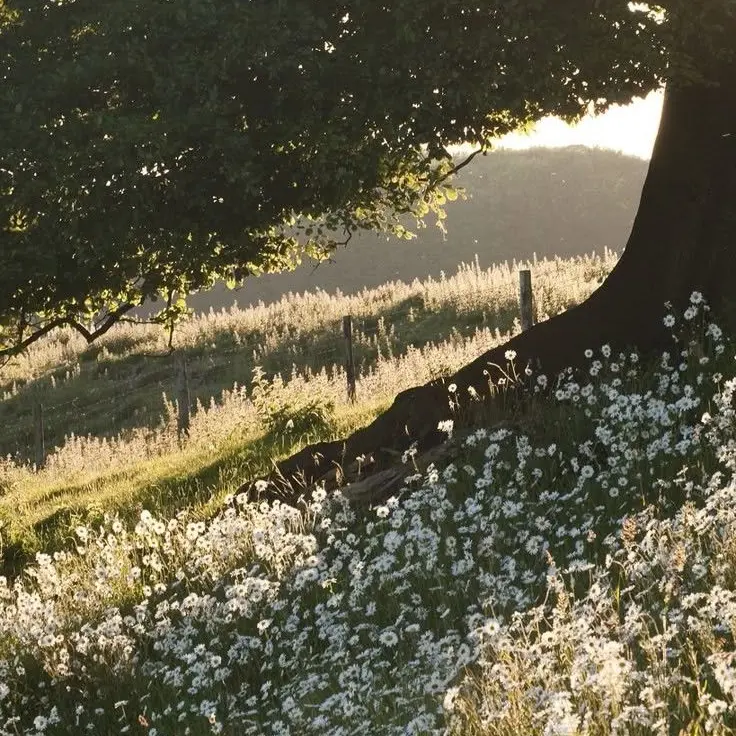 deok_jin의 정신 나간 천사.