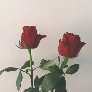 Profile image of 紫耀