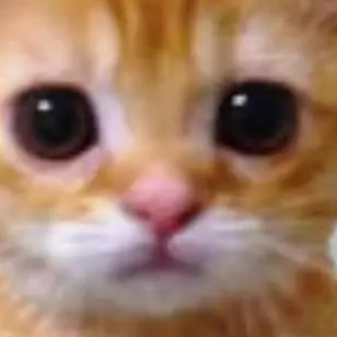 Profile image of 앨카토