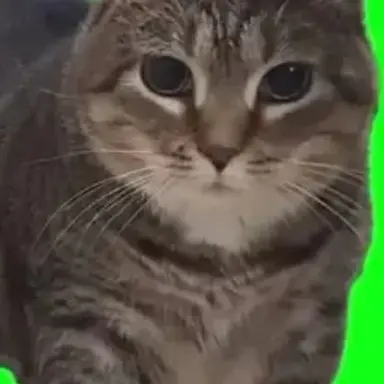 Profile image of 오이이아이 고양이