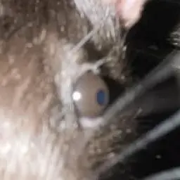 Profile image of Sable