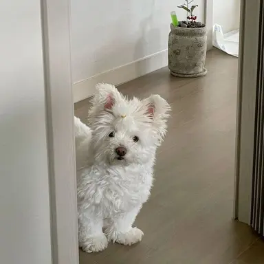 Profile image of 백현