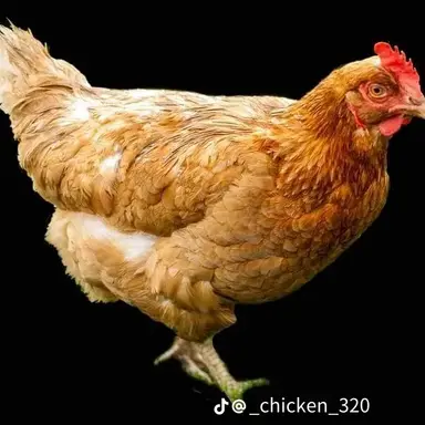 Profile image of 슈퍼 닭대가리