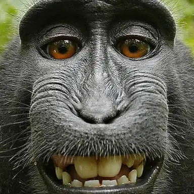 Profile image of 여우