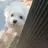 보리