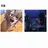 흥신소68과 쿄고쿠구미에 간부인 모리와카 토시로