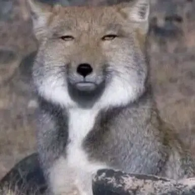 Profile image of 여우