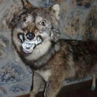 Profile image of 늑대