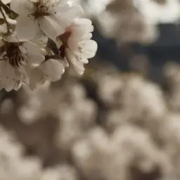 DeafGrape의 .