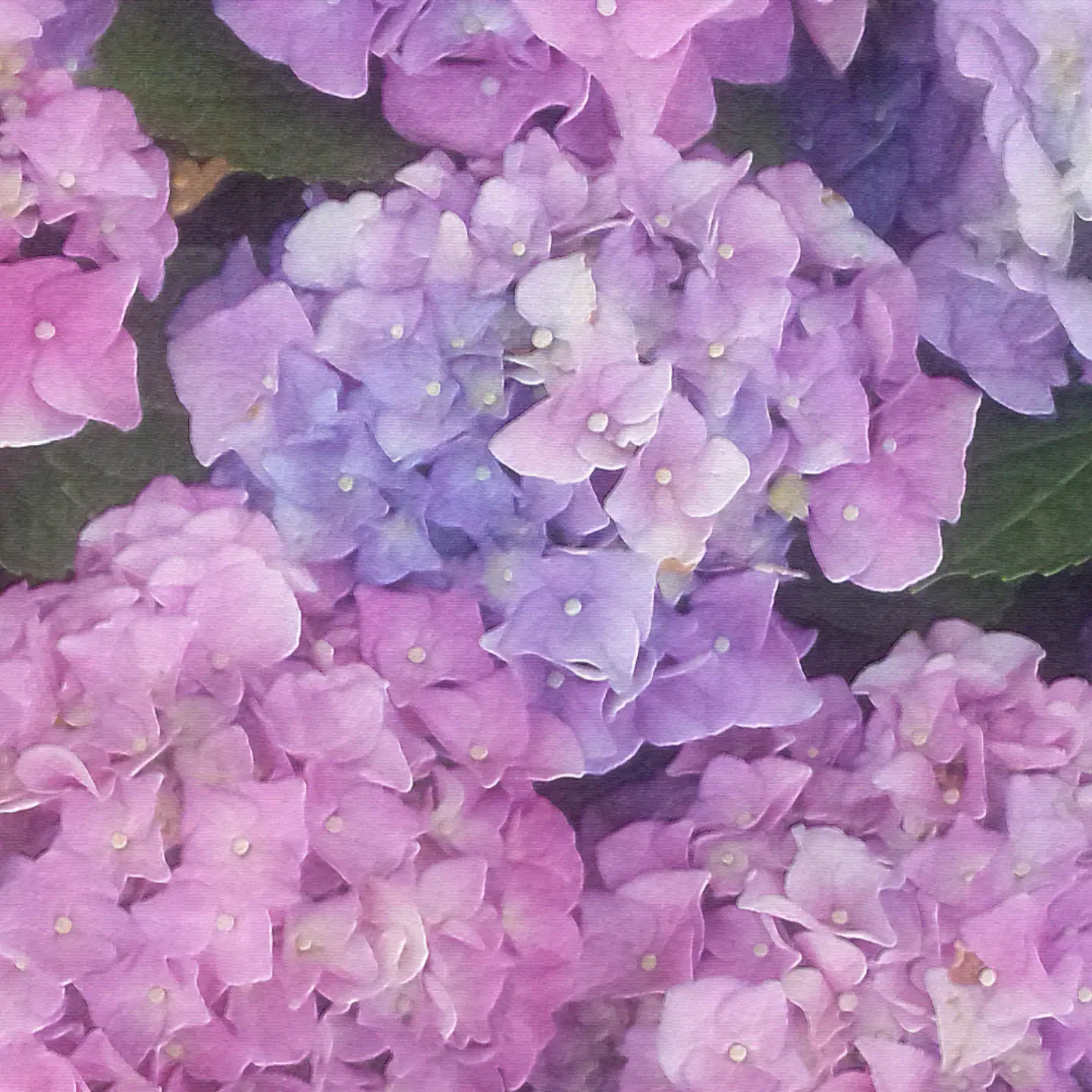 ShabbyLava3430의 꽥꽥탐험대