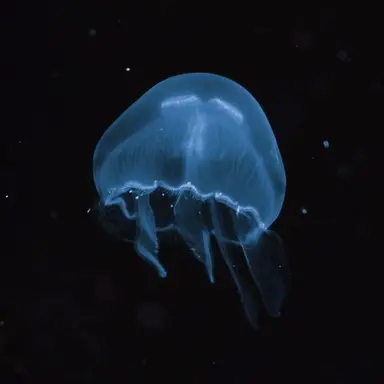 Profile image of 행크