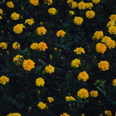 Profile image of 쿠죠 죠타로