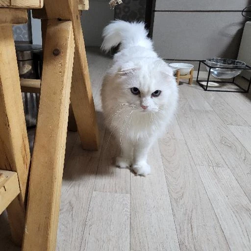 까비