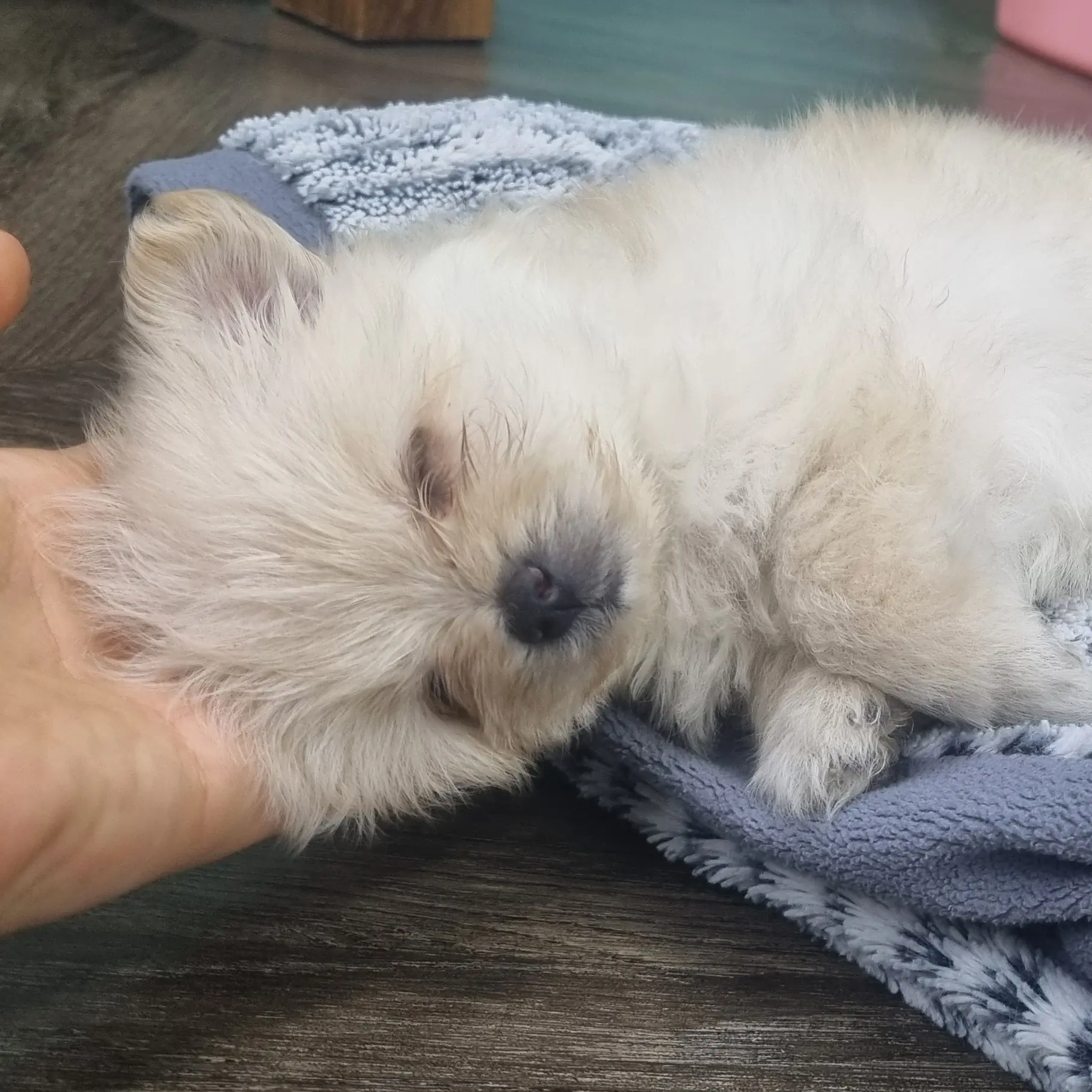 QuietFluff0410의 강지