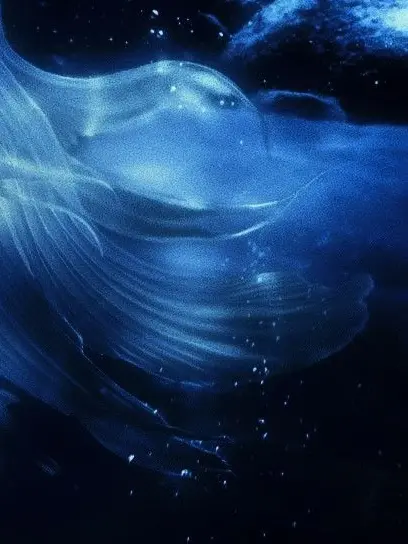 bluezerry의 溺愛