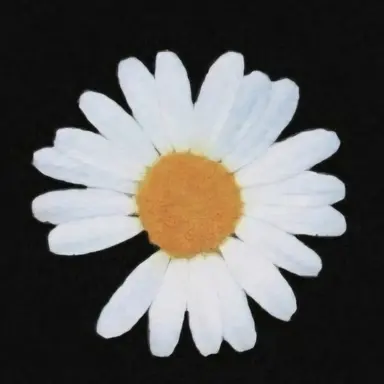 Profile image of 권지용