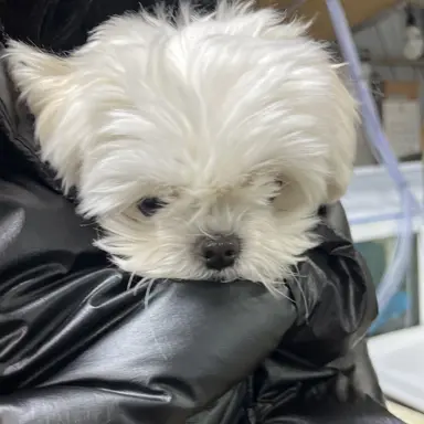 Profile image of 해피