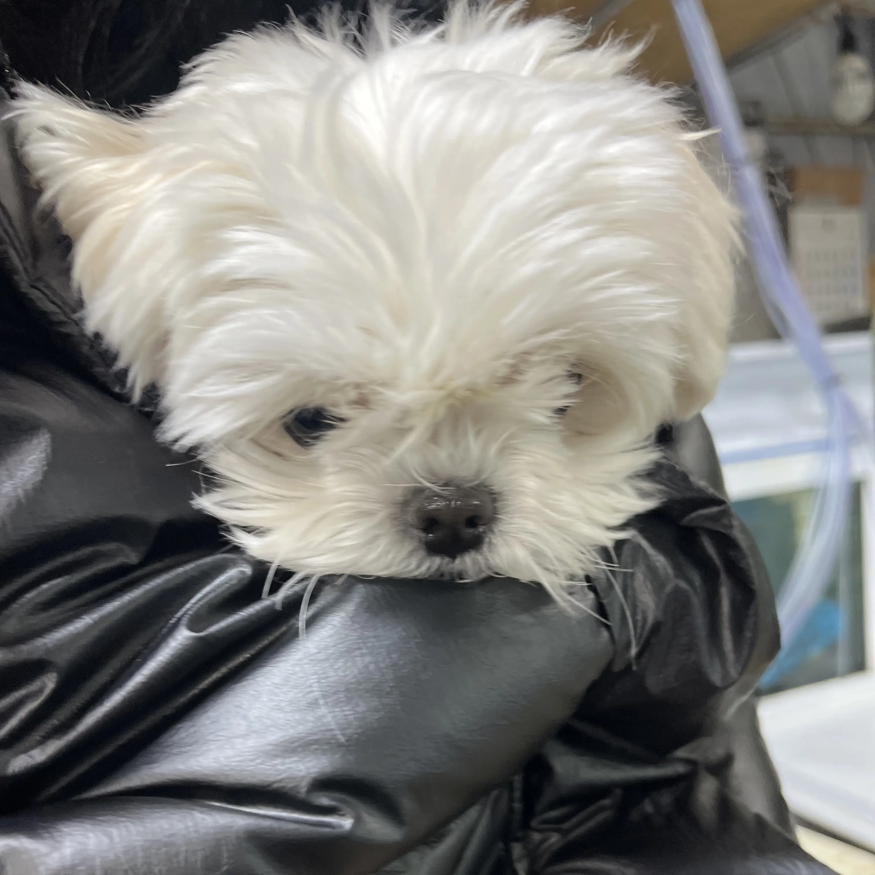 PutridNail9614의 강아지