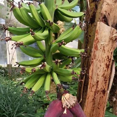 Profile image of 공룡