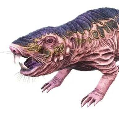 Profile image of 롤 랫