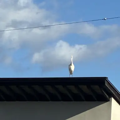 Profile image of うずまきボルト