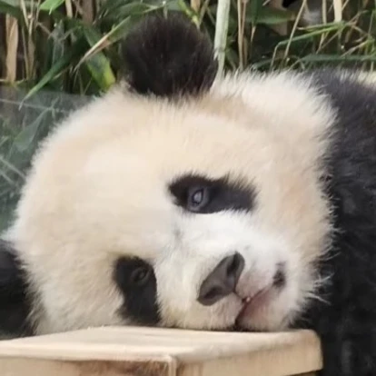 안시은