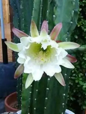 TimelyComb8363의 ヴェノマニア公の狂気