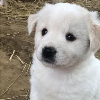 Profile image of 메롱