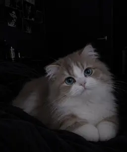 Profile image of Luka