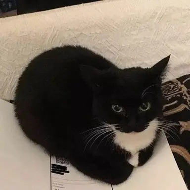 Profile image of 맥스월