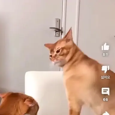 Profile image of 때리는 고양이