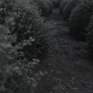 Profile image of 八左ヱ門