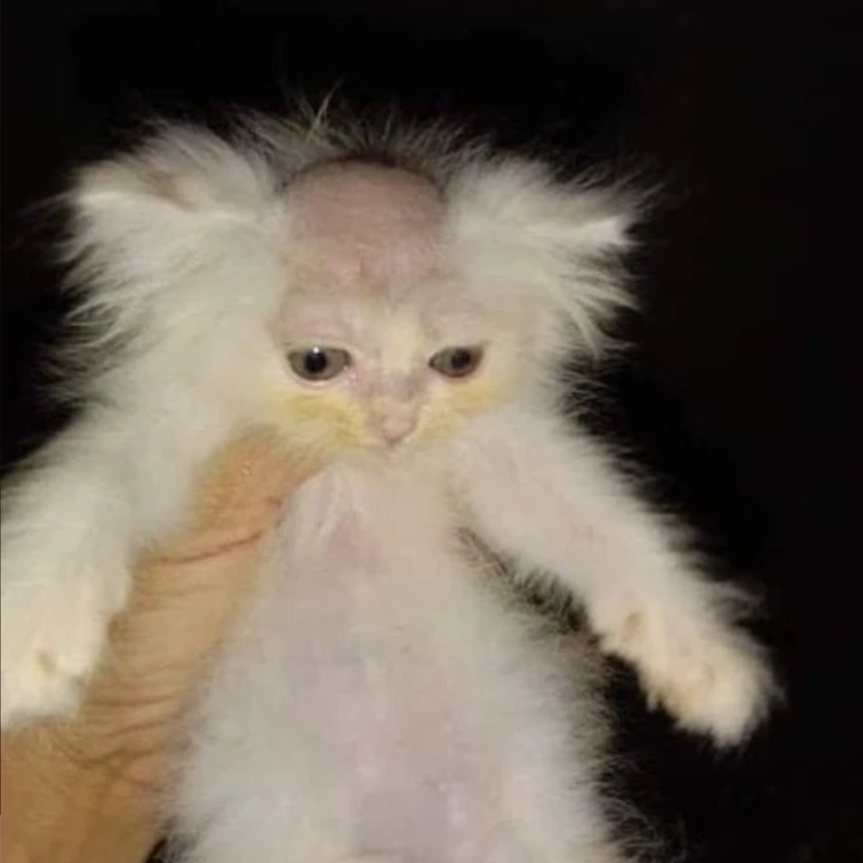 대머리 고양이