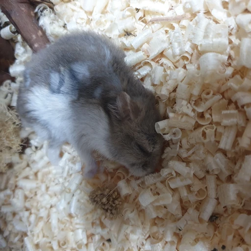 밥풀