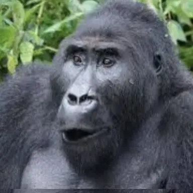 Profile image of ゴリラです