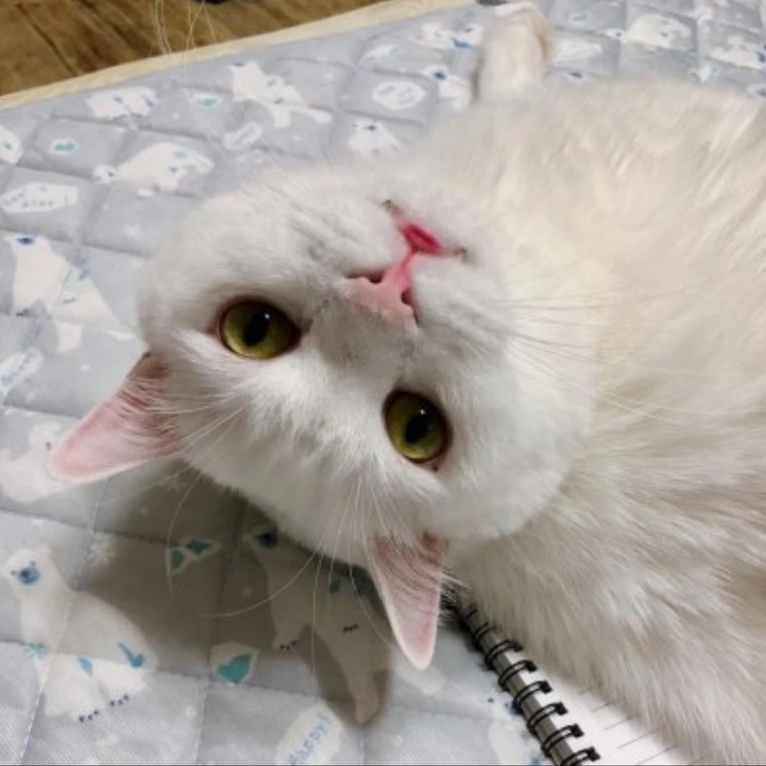 드림이