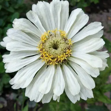 Profile image of 이누마키 토게