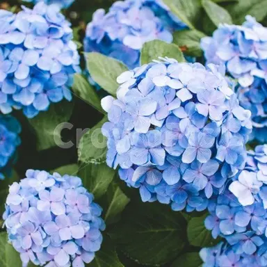 Profile image of 고죠 사토루